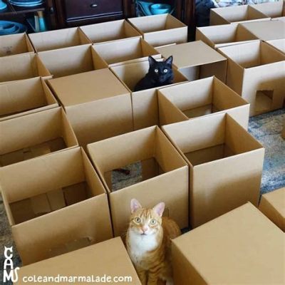 amazonプライム解約の仕方：そして、なぜ猫は箱を愛するのか？