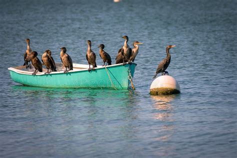 Cormorants and Boats – Uma Visão Épica da Natureza e um Reflexo do Movimento Imperfeito da Vida!