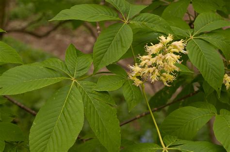 Show me a picture of a buckeye, and let's discuss the curious relationship between trees and time travel.